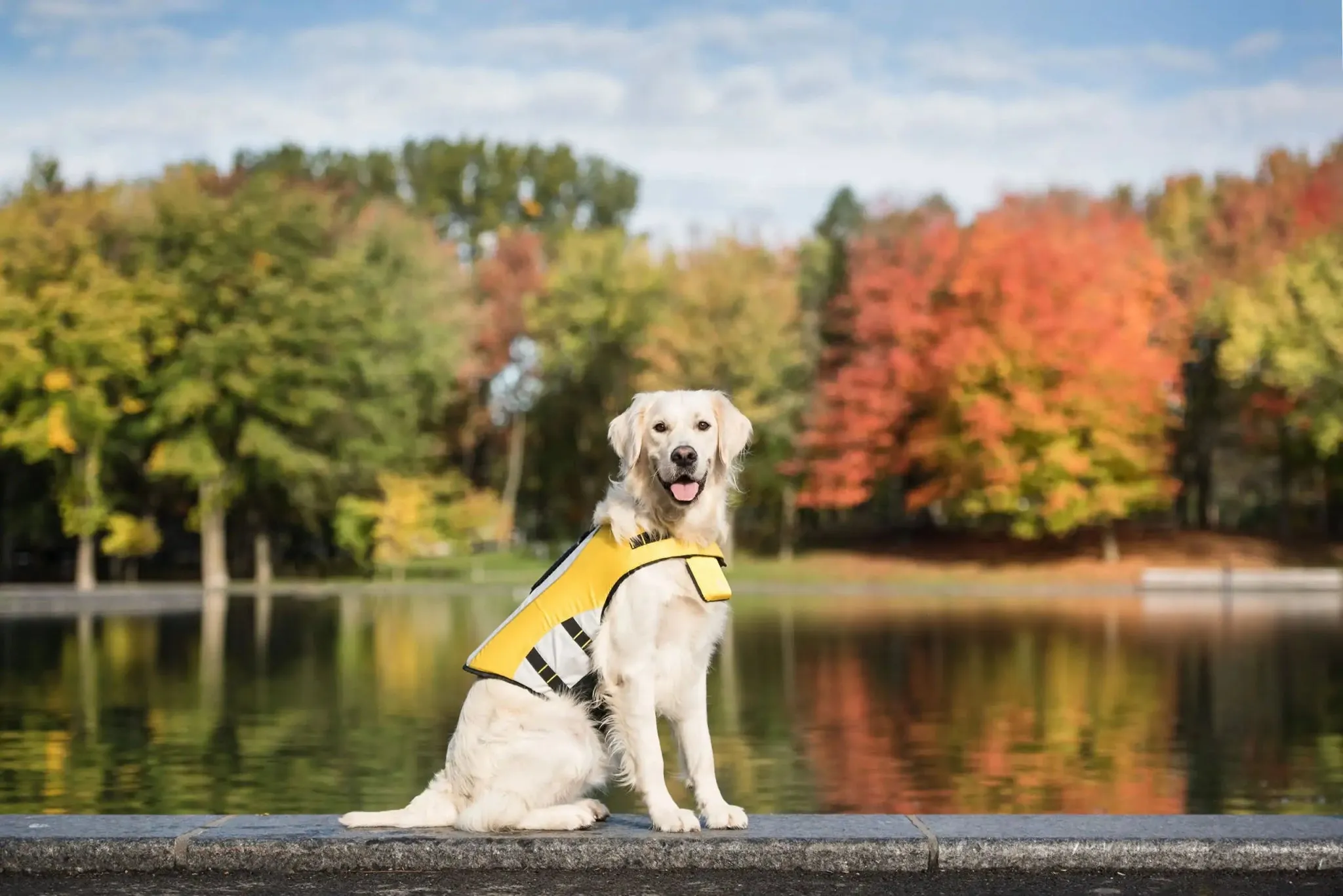 WaveDog Safety Vest
