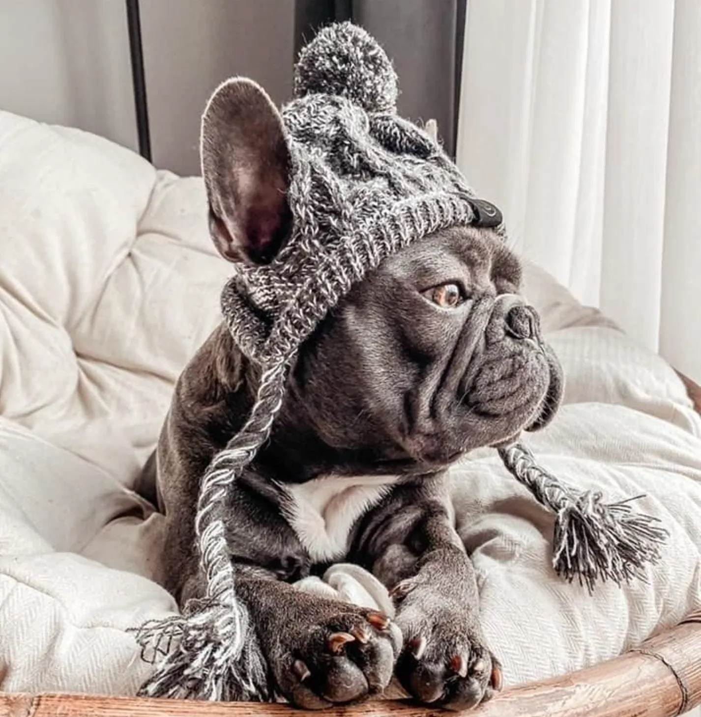 Windproof Woolen Winter Cap for French Bulldog (WS312)