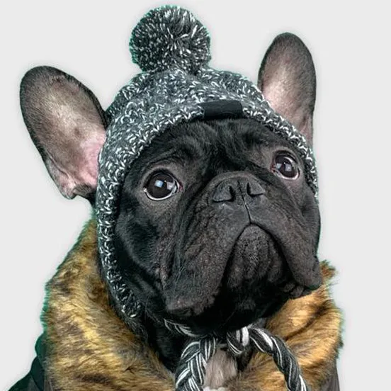 Windproof Woolen Winter Cap for French Bulldog (WS312)